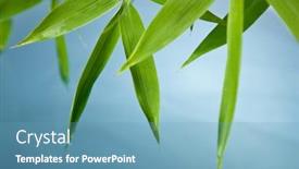  Presentation with water bamboo - Beautiful slides featuring wet bamboo-leaves above a smooth water surface backdrop and a teal colored foreground