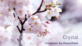  Presentation with cherry blossom - Amazing PPT layouts having wet-cherry-blossoms-early-spring backdrop and a sky blue colored foreground