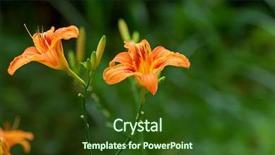  Presentation with purple teal yellow pink and orange - Beautiful PPT theme featuring wet daylily orange yellow flower backdrop and a tawny brown colored foreground