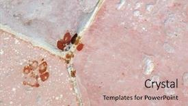  Presentation with paw prints - Amazing theme having wet dog paw prints backdrop and a soft green colored foreground