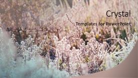  Presentation with grass meadow friendship youth - Colorful presentation theme enhanced with wet grass in morning meadow backdrop and a  colored foreground