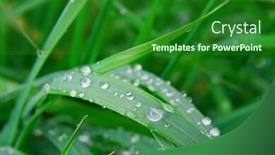  Presentation with water droplets - Theme featuring wet-grass-with-water-droplets background and a forest green colored foreground