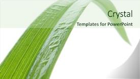  Presentation with blade - Beautiful theme featuring wet green blade of grass backdrop and a mint green colored foreground