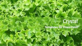  Presentation with home garden - Presentation consisting of wet home grown green curly background and a shamrock green colored foreground