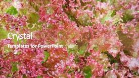  Presentation with grown - Slides having wet home grown red curly background and a coral colored foreground