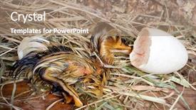  Presentation with egg - Audience pleasing presentation design consisting of wet little duckling newly hatched backdrop and a coral colored foreground