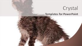  Presentation with kitten - Slide set having wet little kitten isolated on white background background and a light gray colored foreground