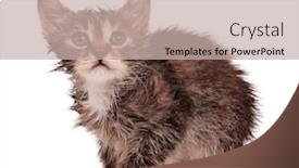  Presentation with kitten - Presentation theme featuring wet little kitten background and a mint green colored foreground
