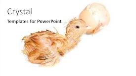  Presentation with chick - Slide deck enhanced with wet-newly-born-little-chick background and a  colored foreground