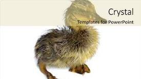 Presentation with rainy days season wet green - Cool new slide set with wet newly hatched duckling isolated backdrop and a blonde colored foreground
