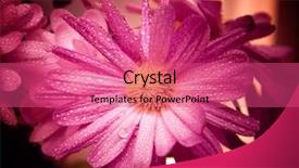  Presentation with fairy - Slide set enhanced with wet purple flower computer modified background and a coral colored foreground