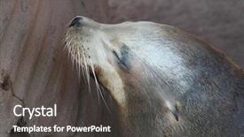  Presentation with lion and lioness - Slides consisting of wet seal - sea lion closeup background and a dark gray colored foreground