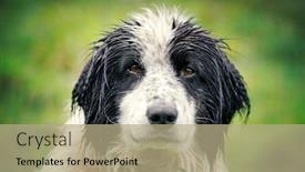  Presentation with green nature - Beautiful theme featuring wet-shepherd-dog-on-green backdrop and a coral colored foreground