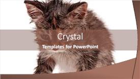  Presentation with hello kitty cute little kitten - Theme consisting of wet shorthair kitten isolated on white background background and a tawny brown colored foreground