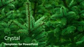  Presentation with spruce - Presentation design consisting of wet-spruce-branch background and a forest green colored foreground