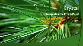  Presentation with spruce - Beautiful slides featuring wet spruce element of design backdrop and a forest green colored foreground