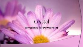  Presentation with fairy - Presentation having wet violet flower computer modified photo to make flower fairy beautiful background and a lemonade colored foreground