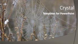  Presentation with autumn morning - Slide set having wet web in morning dew at autumn time background and a gray colored foreground