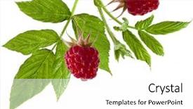  Presentation with lilac bush wood - Amazing slide set having wet wild - raspberries bush close up macro backdrop and a white colored foreground