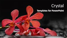  Presentation with zen stones - Cool new slides with wet zen spa stones with lying down red orchid backdrop and a black colored foreground