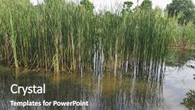  Presentation with wetland - Cool new PPT theme with wetland backwater with aquatic plants backdrop and a tawny brown colored foreground