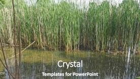  Presentation with aquatic - Cool new presentation with wetland backwater with aquatic plants backdrop and a tawny brown colored foreground