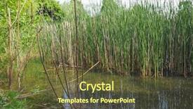  Presentation with wetland - PPT theme consisting of wetland backwater with aquatic plants background and a tawny brown colored foreground