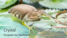  Presentation with medicina tradicional chinesa chinese herb - Theme enhanced with wetland conservation - chinese pond heron ardeola bacchus background and a sky blue colored foreground