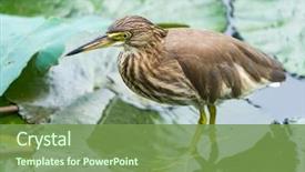  Presentation with pond - Amazing PPT layouts having wetland conservation - chinese pond heron ardeola bacchus backdrop and a seafoam green colored foreground