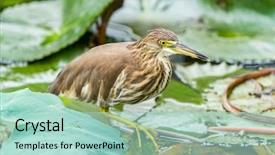  Presentation with medicina tradicional chinesa chinese herb - Slide deck consisting of wetland conservation - chinese pond heron ardeola bacchus background and a mint green colored foreground