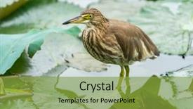  Presentation with medicina tradicional chinesa chinese herb - PPT layouts with wetland conservation - chinese pond heron ardeola bacchus background and a gold colored foreground
