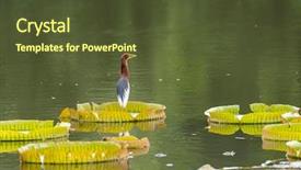  Presentation with medicina tradicional chinesa chinese herb - PPT layouts featuring wetland conservation - chinese pond heron ardeola bacchus background and a tawny brown colored foreground