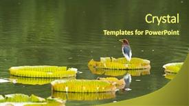  Presentation with medicina tradicional chinesa chinese herb - Amazing PPT theme having wetland conservation - chinese pond heron ardeola bacchus backdrop and a tawny brown colored foreground