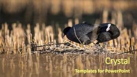  Presentation with 3 family member - Cool new slide deck with wetland conservation - eurasian coot fulica atra also backdrop and a tawny brown colored foreground