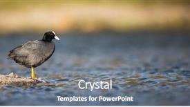  Presentation with wetland - Slide deck having wetland conservation - eurasian coot fulica atra also background and a gray colored foreground