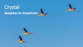  Presentation with france - Slide deck having wetland conservation - flamingos camargue provence france background and a teal colored foreground