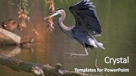  Presentation with blue - Beautiful PPT theme featuring wetland conservation - great blue heron jumping backdrop and a tawny brown colored foreground