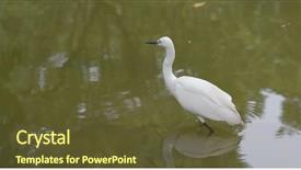  Presentation with wetland - Colorful PPT layouts enhanced with wetland conservation - little egret in lake backdrop and a tawny brown colored foreground