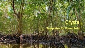  Presentation with indonesia - Slide deck with wetland conservation - mangrove on bintan island background and a tawny brown colored foreground
