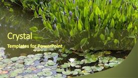  Presentation with weeds - Presentation theme with violet blue pontederia plant growing background and a tawny brown colored foreground