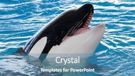  Presentation with whale - Cool new presentation design with whale - killerwhale is smiling backdrop and a teal colored foreground