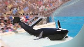  Presentation with whale - Beautiful PPT theme featuring whale-performing-for-an-audience backdrop and a coral colored foreground