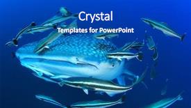  Presentation with whale - Beautiful theme featuring whale shark and remora fish backdrop and a cobalt blue colored foreground