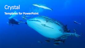  Presentation with whale - Amazing presentation theme having whale shark and scuba diver backdrop and a gray colored foreground