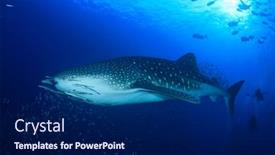  Presentation with divers - Cool new slide set with whale shark and scuba divers backdrop and a navy blue colored foreground