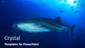  Presentation with divers - Presentation design enhanced with whale shark and scuba divers background and a navy blue colored foreground