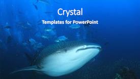  Presentation with whale - Slide deck having whale shark and trevally fish background and a gray colored foreground