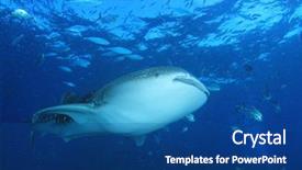  Presentation with shark - Audience pleasing PPT theme consisting of whale shark and trevally fish backdrop and a ocean colored foreground
