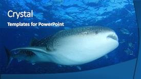  Presentation with whale - PPT layouts featuring whale shark and trevally jack background and a teal colored foreground