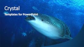  Presentation with whale - Cool new slides with whale shark and trevally jack backdrop and a ocean colored foreground